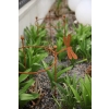 1 x Stylowa Podpora do roślin krzewów kwiatów PERGOLA średnica 45cm wysokość 65cm